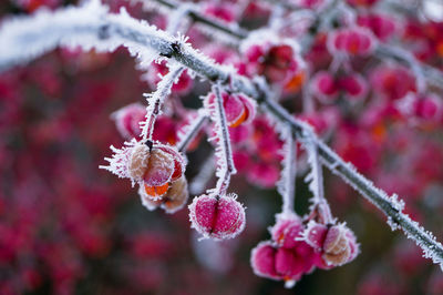 Close-up of flowers on branch