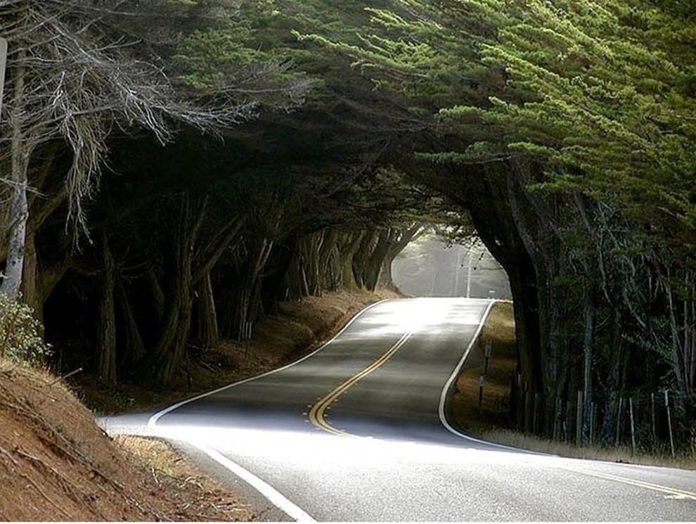 the way forward, road, transportation, tree, diminishing perspective, vanishing point, empty road, curve, country road, long, street, road marking, empty, nature, tranquility, growth, tranquil scene, sunlight, outdoors, no people