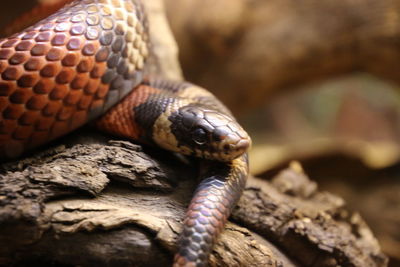 Close-up of an animal
