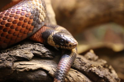 Close-up of snake on tree trunk