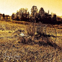 View of trees on field