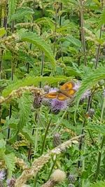 Close-up of butterfly pollinating flower