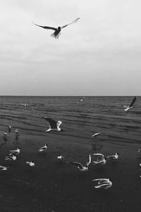 Seagulls flying over sea