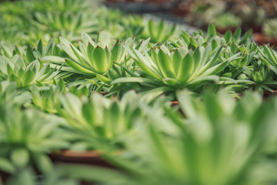 Close-up of green leaves