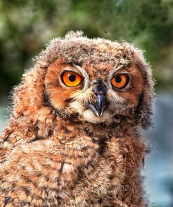 Close-up portrait of owl