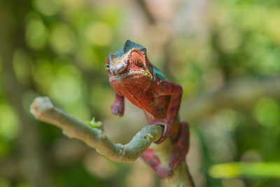 Close-up of lizard on leaf