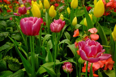 Close-up of pink tulips