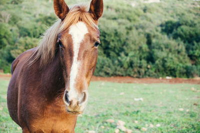 Portrait of horse in ranch