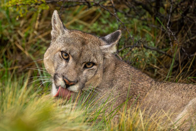 Close-up of lioness