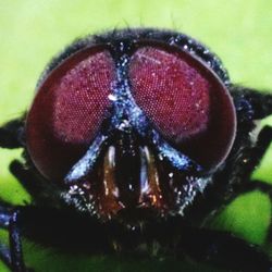 Close-up of insect on man