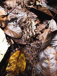 Close-up of autumn leaves