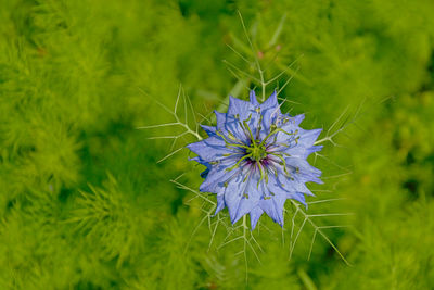 Close-up of purple flowering plant on field