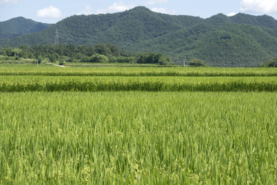 Scenic view of rice field against sky