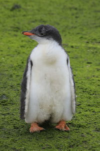 Close-up of a bird on field