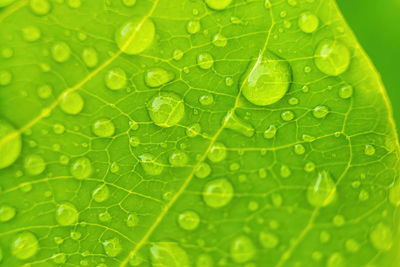 Full frame shot of raindrops on green leaves