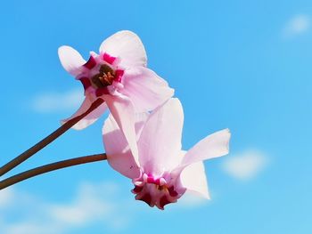 Close-up of pink flower against blue sky