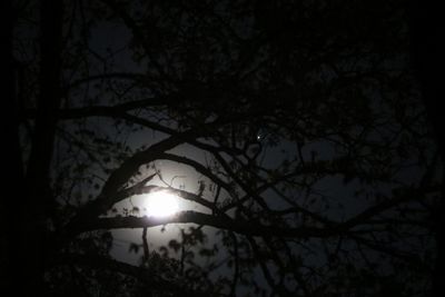 Low angle view of silhouette trees against sky at night