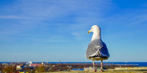 Seagull on a rock against sky
