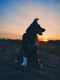 Silhouette dog on field during sunset