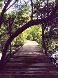 Boardwalk amidst trees in forest