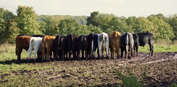 Cows standing in a field