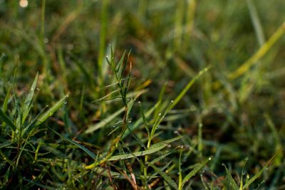 Close-up of grass growing on field