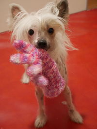 Portrait of dog with toy