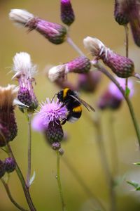 Close-up of bee pollinating on purple flower