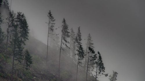 Trees in forest during winter against sky