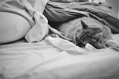 Close-up of cat relaxing on bed