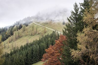 Pine trees in forest against sky