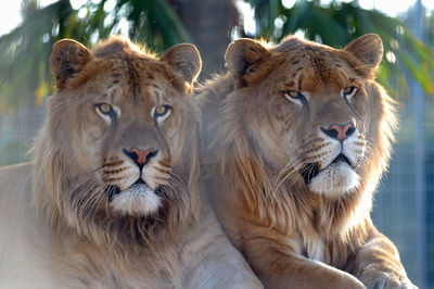 Close-up portrait of lion