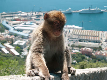 Monkey sitting on the wall. close up view. monkeys living in freedom. vacation picture, holiday 