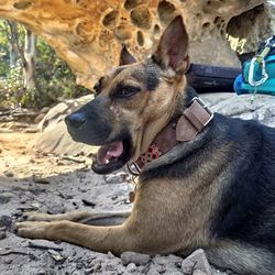 Close-up of dog looking away