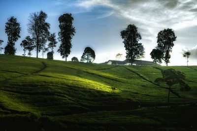 Scenic view of agricultural field against sky