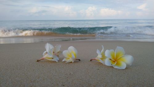 Scenic view of sea by beach against sky