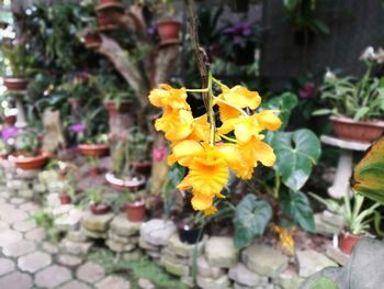 Close-up of yellow marigold flowers for sale