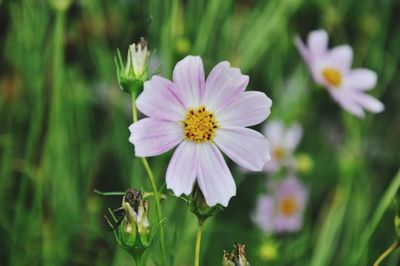 Close-up of flowers blooming outdoors