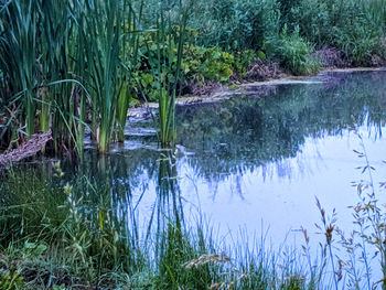 Plants growing in lake