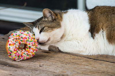 Cat looking at donut while lying on floor