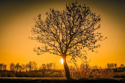 Silhouette tree on field against sky during sunset