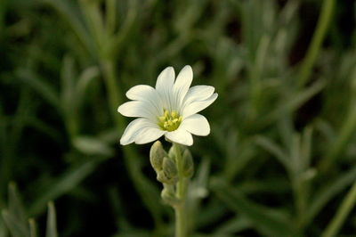 Close-up of white flower