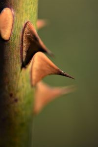 Close-up of lizard on wood, rose thorns