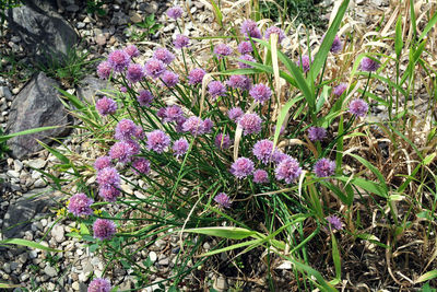 Purple flowers growing outdoors