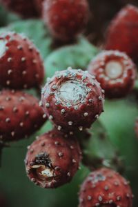 Close-up of nopal tuna plant