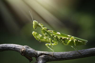 Close-up of insect on plant