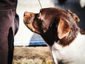 Close-up of dog