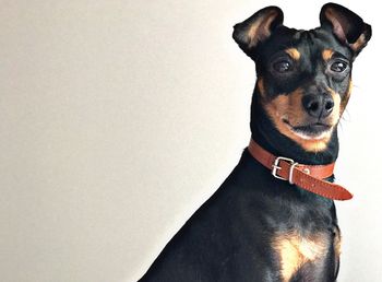 Close-up portrait of dog