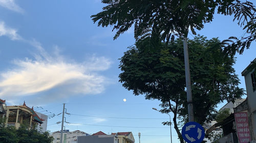 Low angle view of palm trees and buildings against sky