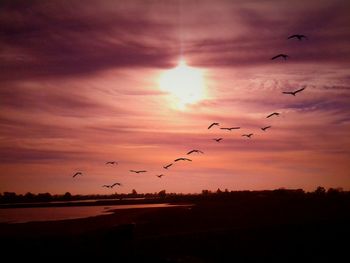 Flock of birds flying over landscape